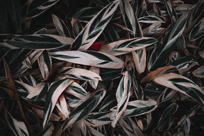 Full frame shot of leaves