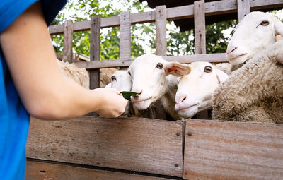 Woman feeding sheep behind the fence.