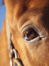 Close-up portrait of horse