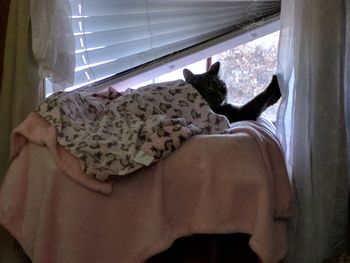 High angle view of dog sleeping on bed