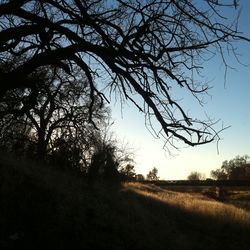 Trees against sky during sunset