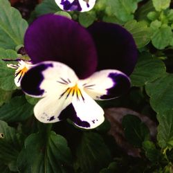 Close-up of flower blooming outdoors