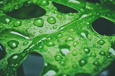 Close-up of raindrops on green leaves