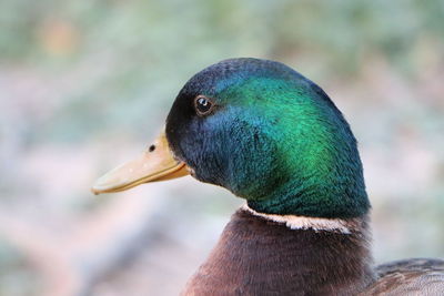 Close-up of a bird