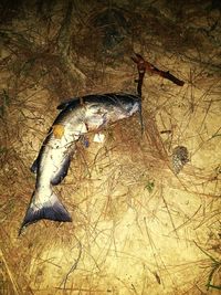 High angle view of fish in water