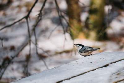 Close-up of bird perching outdoors