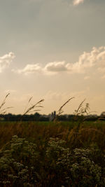 Scenic view of field against sky during sunset