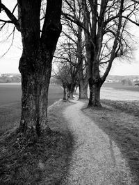 Bare trees on landscape