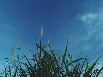 Close-up of grass on field against blue sky