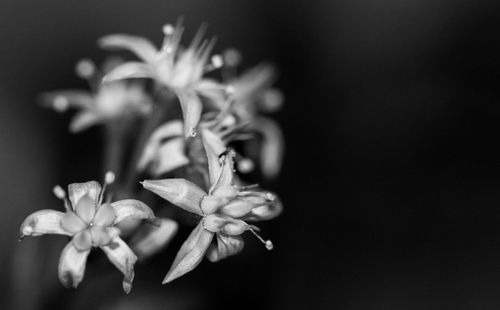 Close-up of flowering plant against black background