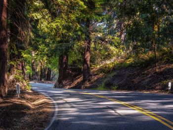 Road passing through trees