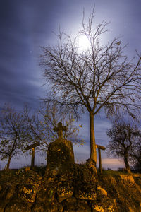 Low angle view of bare trees against sky