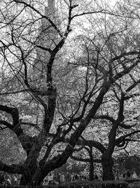 Low angle view of bare trees in forest