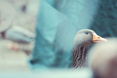 Close-up of pigeon