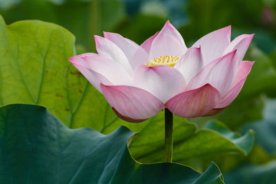 Close-up of pink flower blooming outdoors