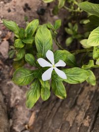 High angle view of blooming outdoors