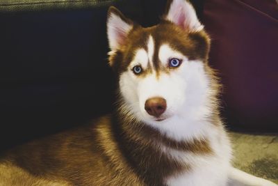Portrait of dog on bed