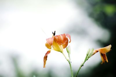Close-up of insect on yellow flower