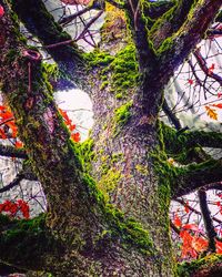 Moss growing on tree trunk