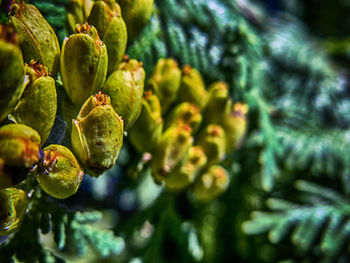 Close-up of green plant