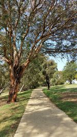 Footpath amidst trees