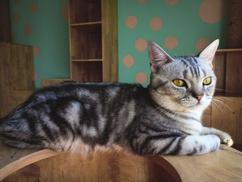 Portrait of a cat on wooden table