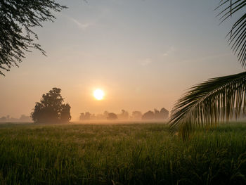 Scenic view of field against sky during sunset