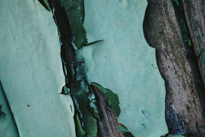 Close-up of tree trunk against wall