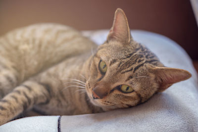 Close-up portrait of a cat resting