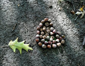 High angle view of berries on rock