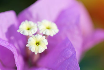 Close-up of purple flowering plant