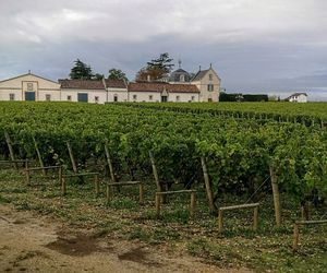 Scenic view of vineyard against sky