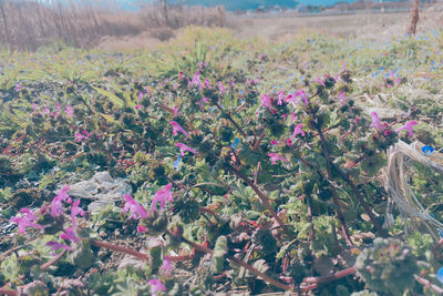High angle view of purple flowering plants on field