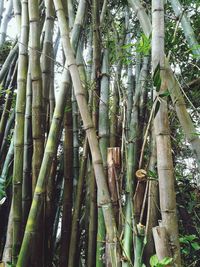 Low angle view of bamboo trees in forest