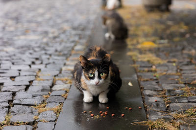 Portrait of cat