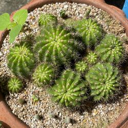 High angle view of potted cactus plant