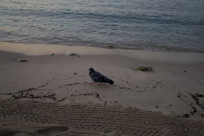 High angle view of birds on beach