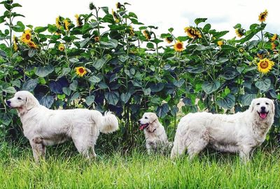 Sheep and dog on field against sky