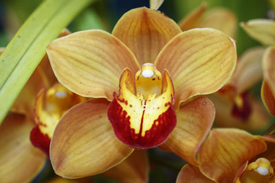 Close-up of flowers blooming outdoors