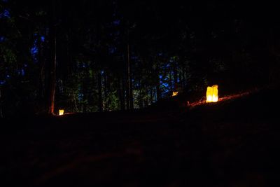 Illuminated trees in forest against sky at night