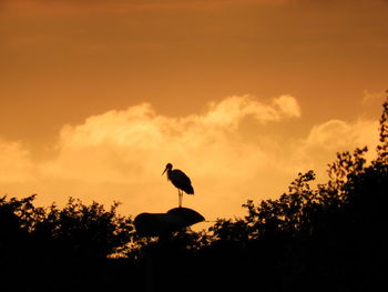 Low angle view of silhouette bird perching on tree against sky