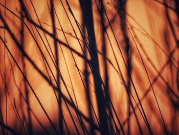 Detail shot of plants