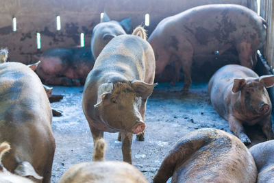 Horses in a farm