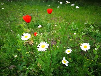 Close-up of poppy flowers blooming in field