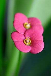 Close-up of pink flower