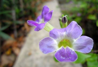 Close-up of purple iris flower