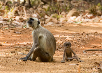 Monkey sitting on ground