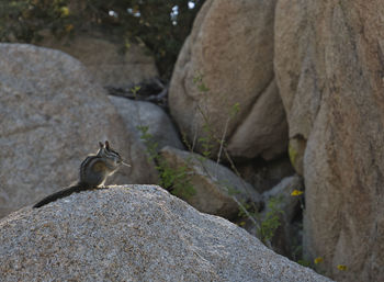 Close-up of squirrel on rock