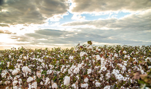 White flowering plants on field against sky