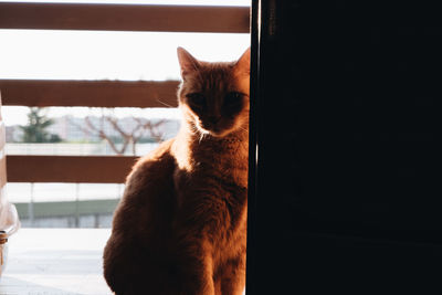 Cat looking at window